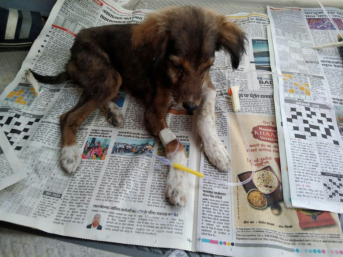 Caring for injured homeless dogs in Dublin