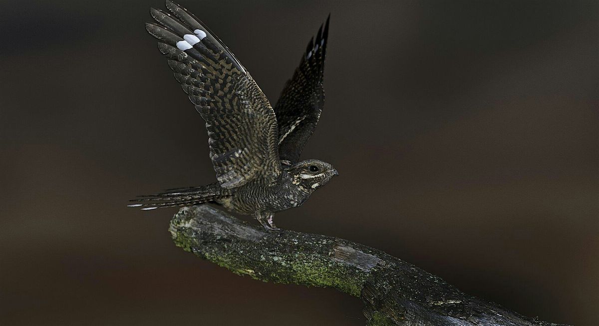 Nightjar Walk, Buttersteep Forest -  Windsor Great Park, Tuesday 21 May