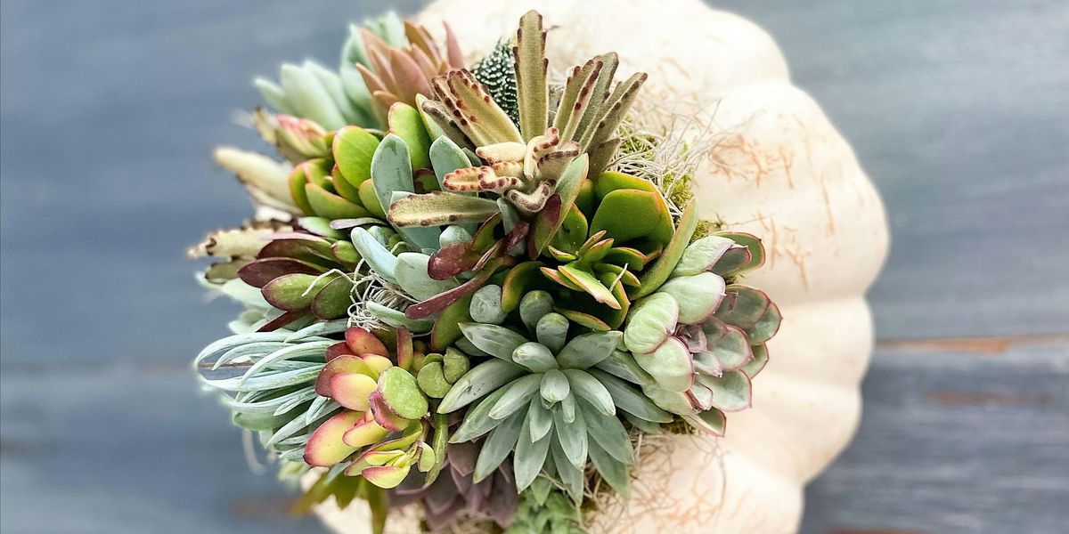 Make + Take: Pumpkin Succulent Centerpiece