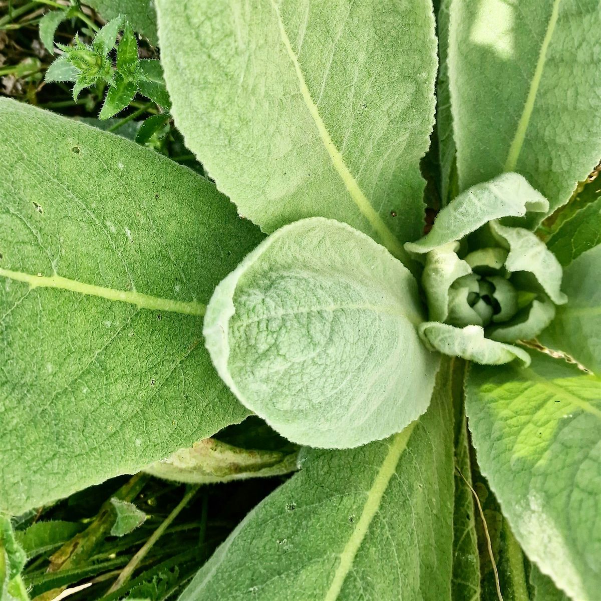 Foraging - An Introduction to our World - WORKSHOP - Forage Walk & Snacks