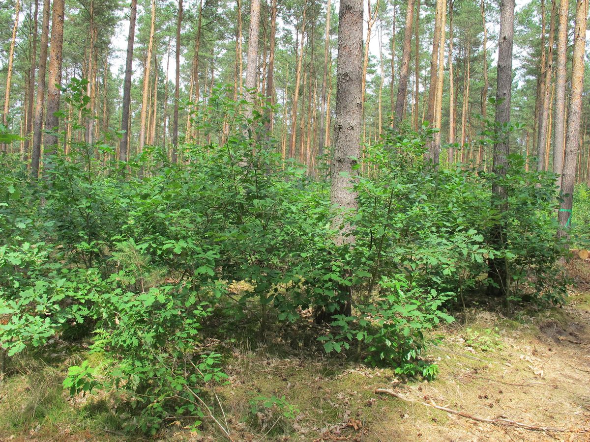 19. Eberswalder Waldkolloquium 2024: „Waldverjüngung und ... 19. Eberswalder Waldkolloquium 2024: „Waldverjüngung und ...