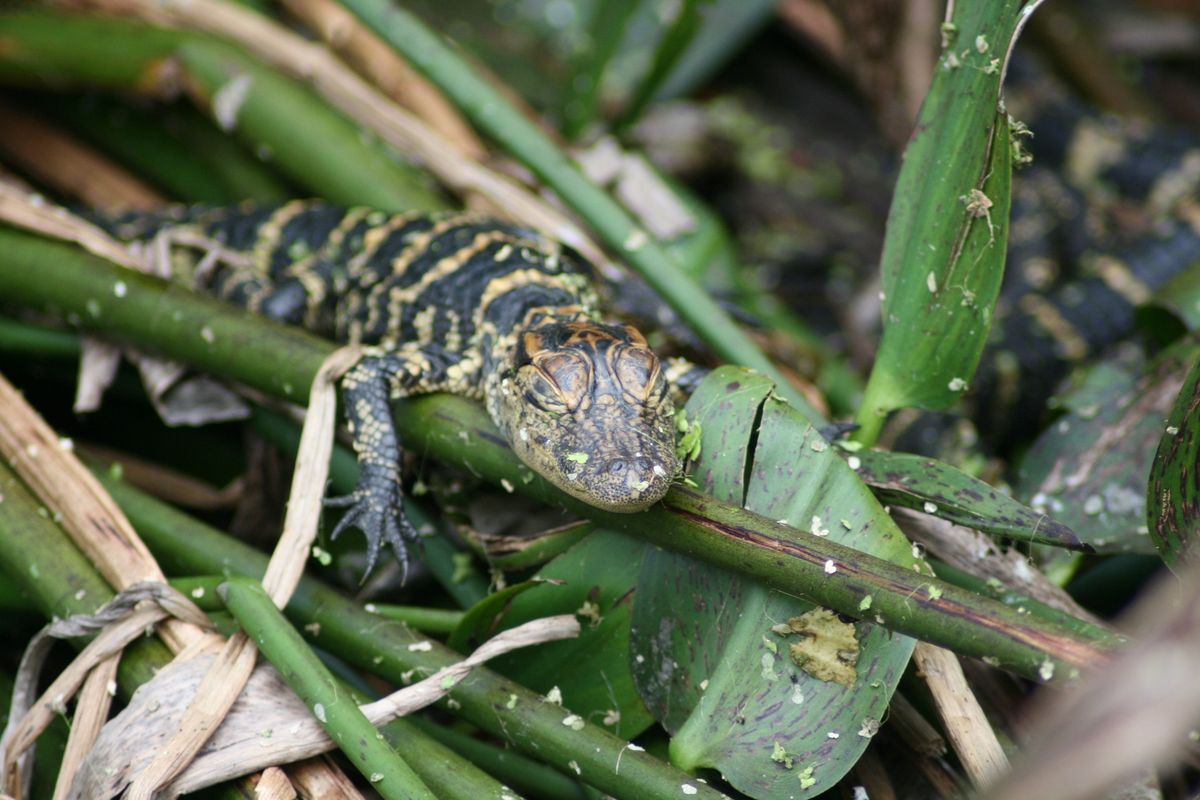 Reptiles and Amphibians: Myths & Legends