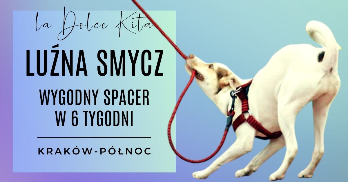 Lu\u017ana smycz - skuteczny kurs wygodnego spacerowania z psem