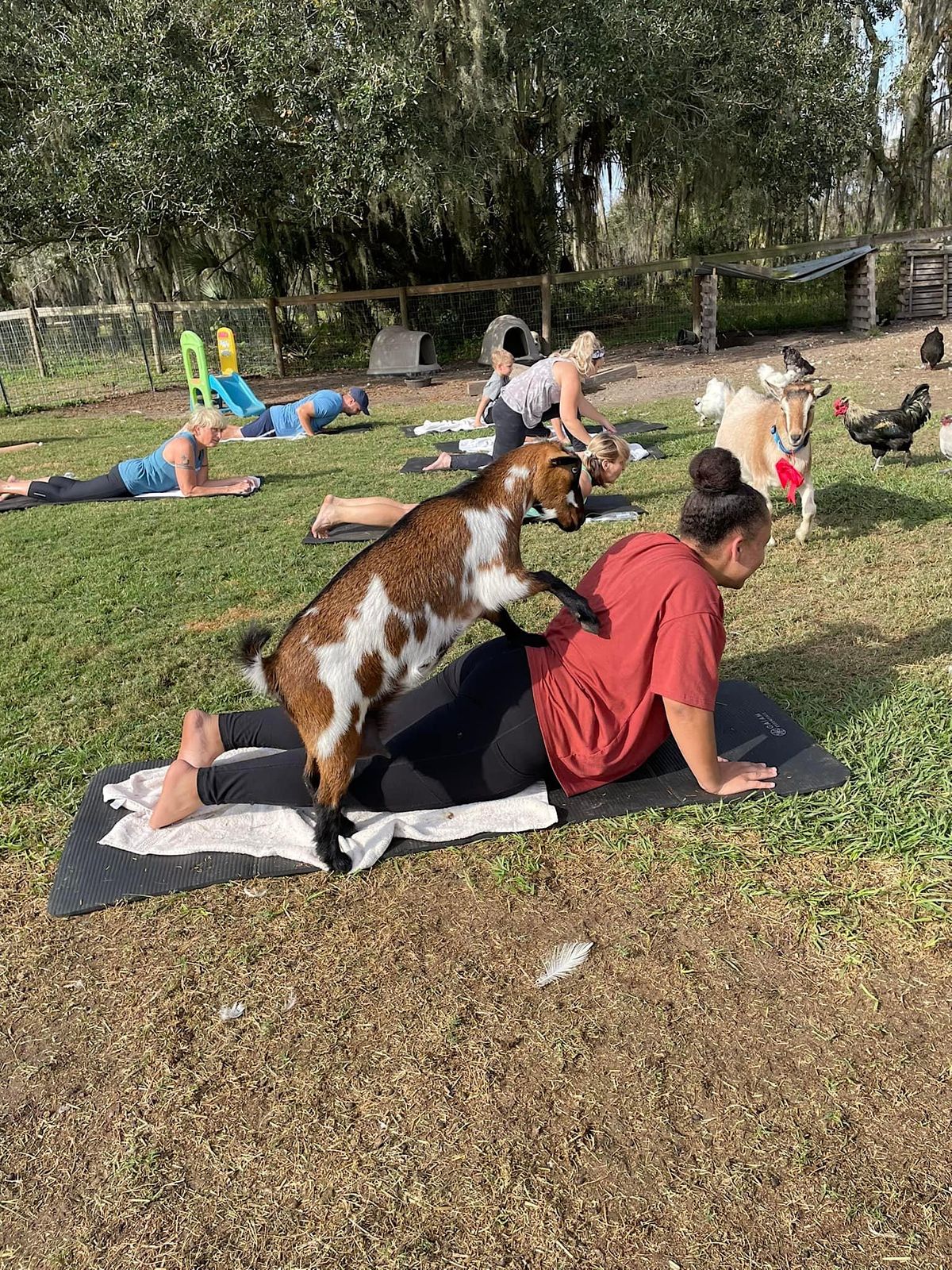 Goat Yoga!