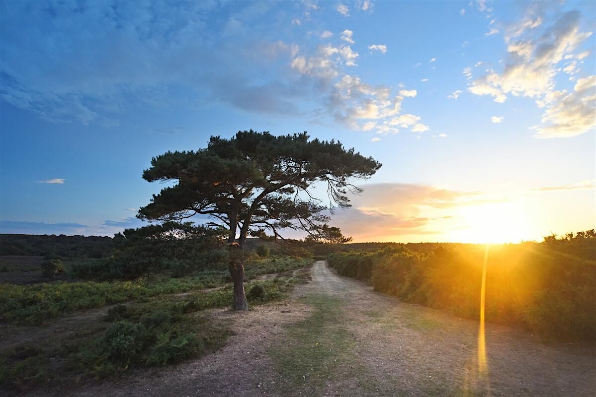 Walk at dusk with Forestry England