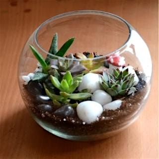 Succulent Terrarium