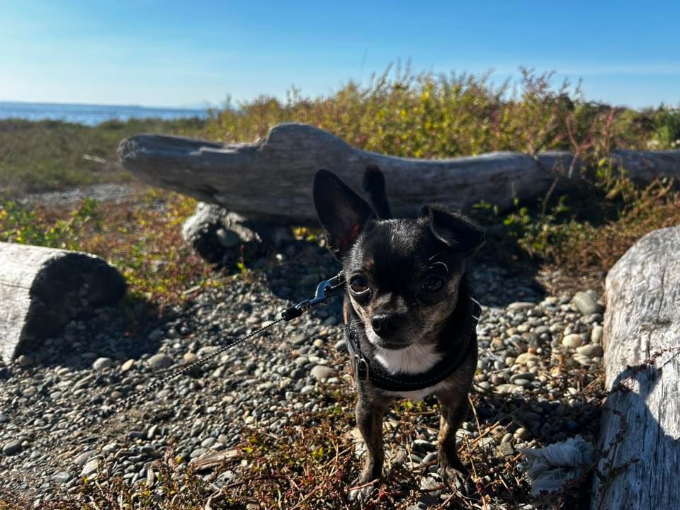 Yorkson chihuahua meetup Langley 