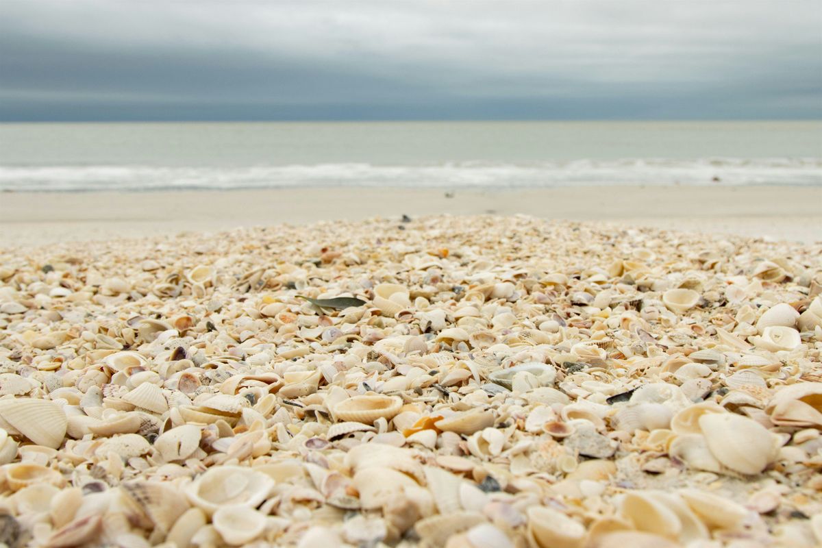 Beach and Estuary Walk