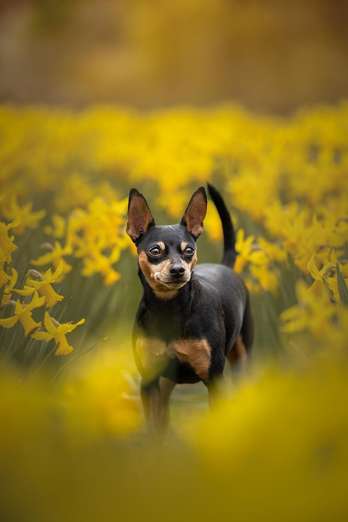 Amie Barron Dog Photography Daffodil Mini Session