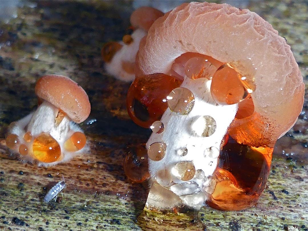 Fungi Discovery Day