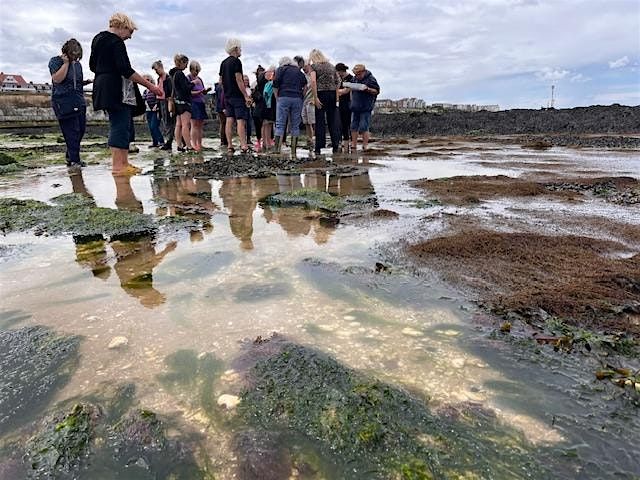 Seaweed & Their Secrets - Walpole Bay, Margate 2024