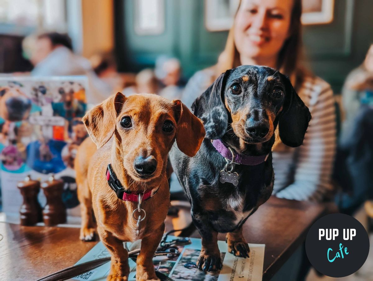 Dachshund Pop Up Cafe - Leicester 