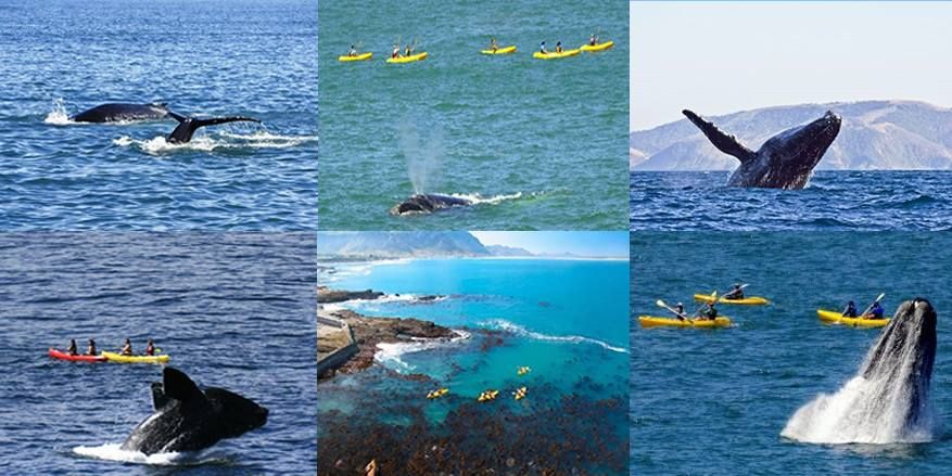 4 x Spots Left - 2 Hour Walker Bay Hermanus Sea Kayaking Whale Viewing Trip, No previous Exp Needed