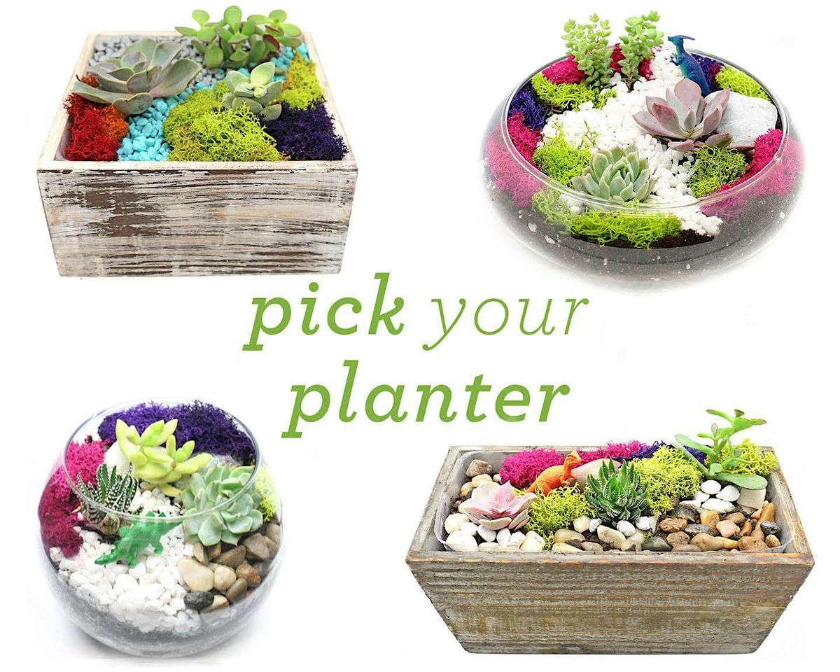 Plant Nite: Make a Succulent Terrarium