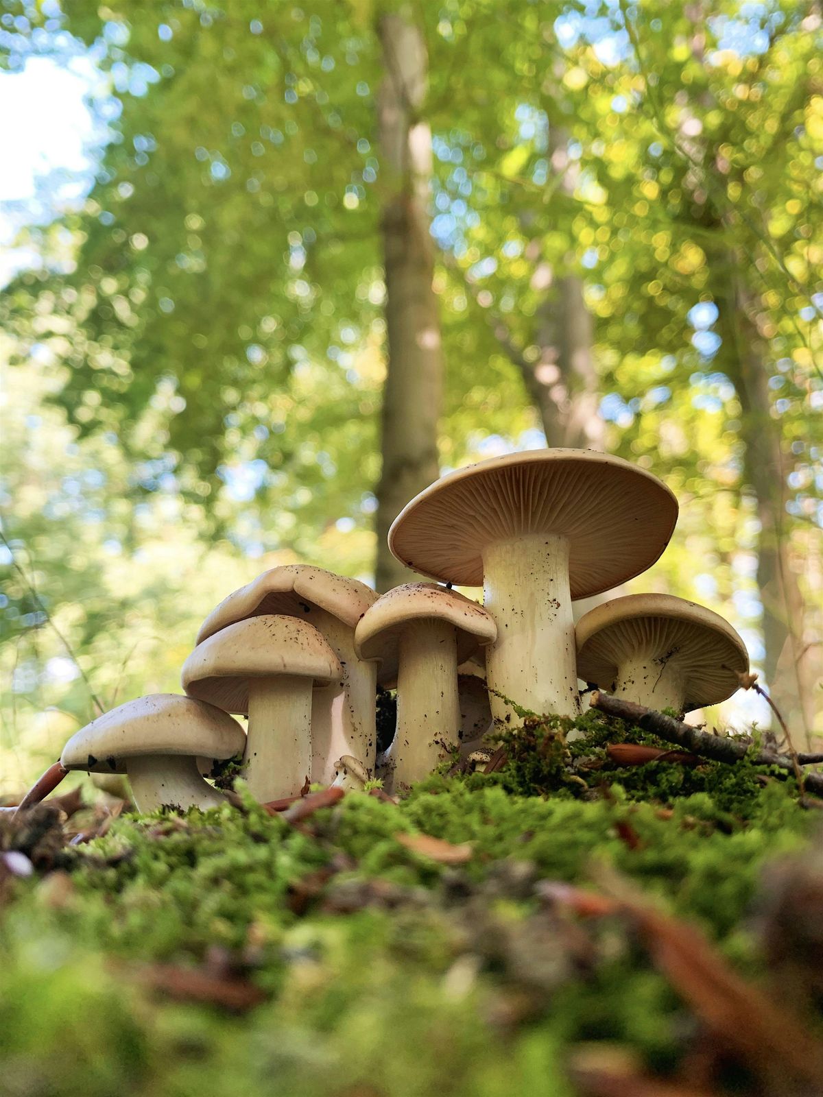 Mushrooms in Berlin: Guided Walking Tours in English