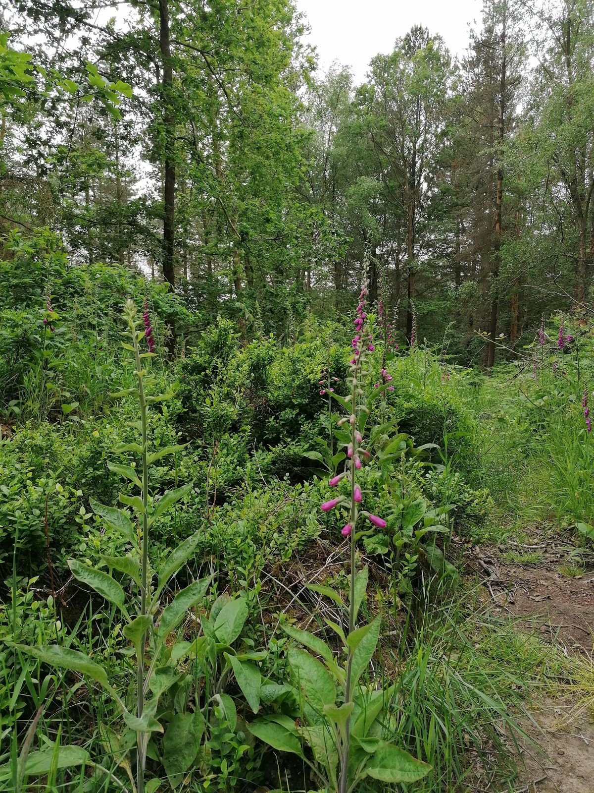 Moss Valley Woodlands User Forum Walkabout Meeting