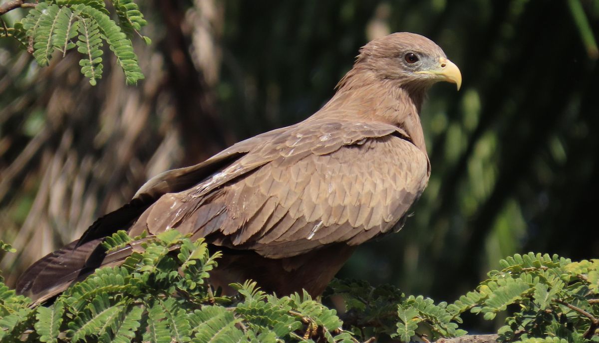 Talk: A Raptor Experience with Alice Dytham of ARD Birds of Prey