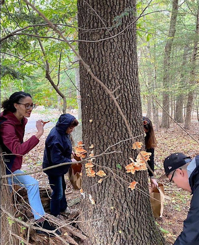 Summer Foraging Walk in Lynn Massachusetts