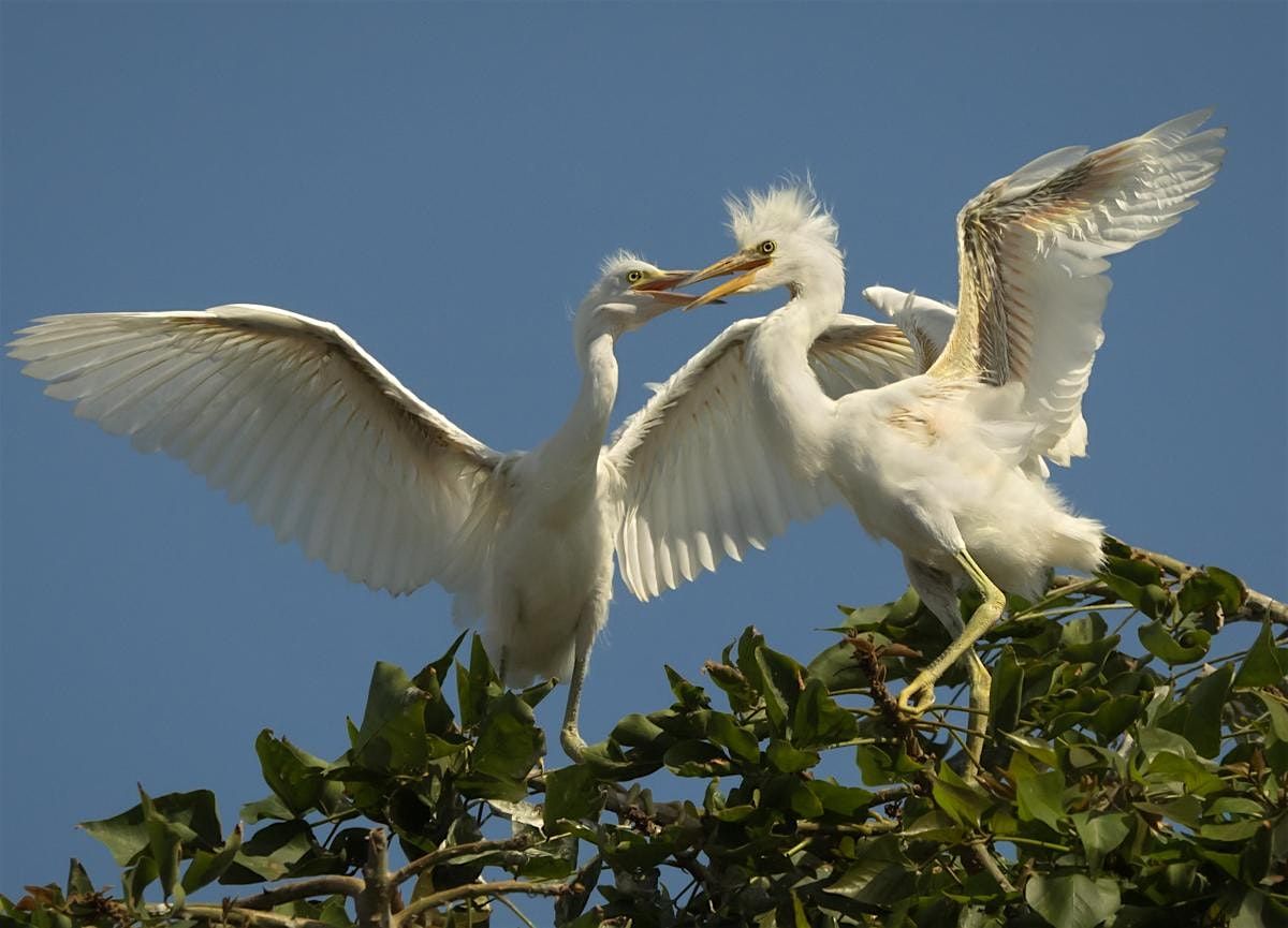 The Fledglings Bird-A-Thon Walk