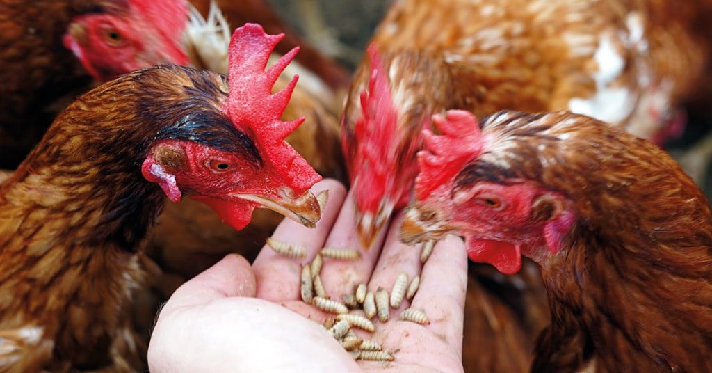 Black Soldier Fly Larvae for Poultry Feed