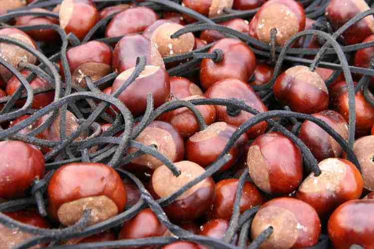 The World Conker Championships 2024