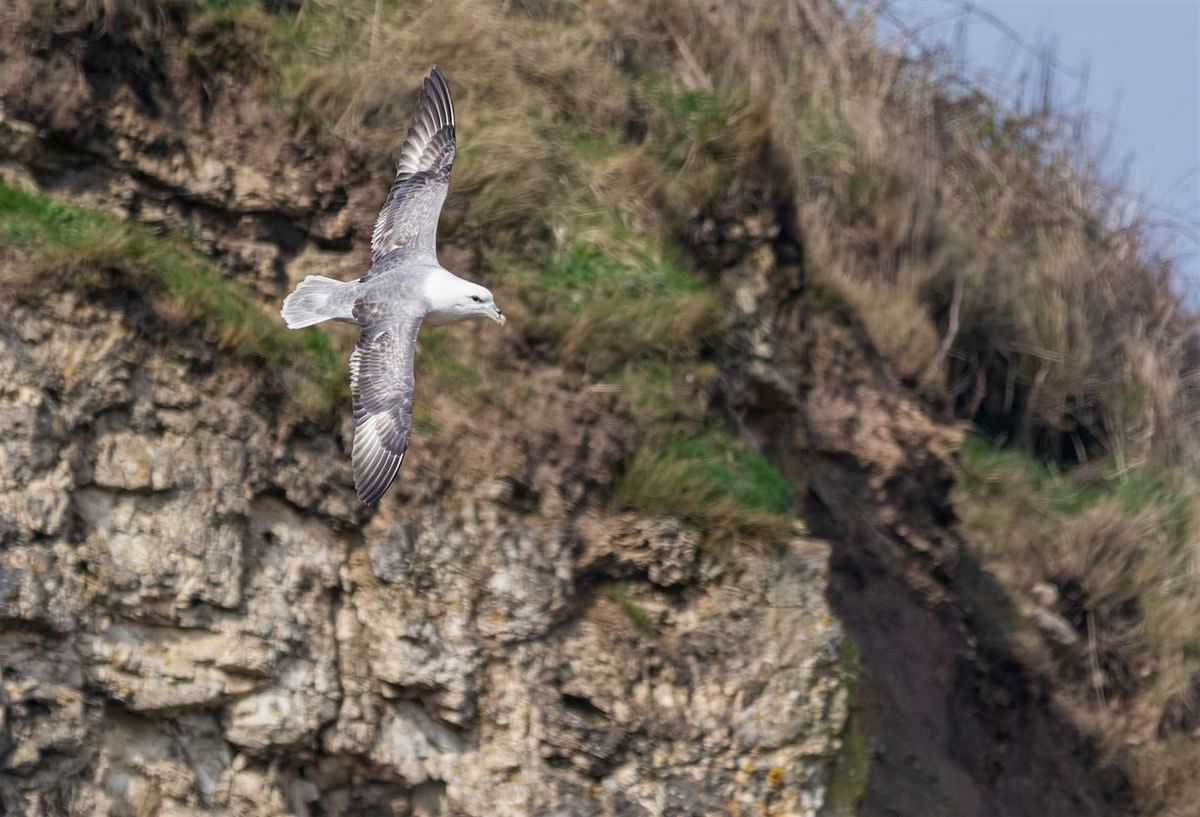 SeaScapes: Seeing Seabirds at Marsden