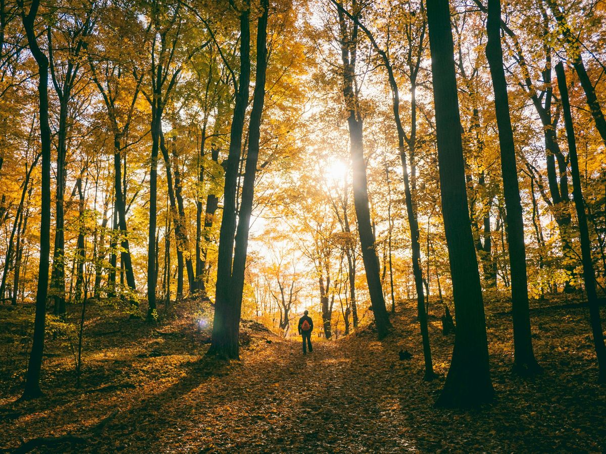 Conf\u00e9rence : les sept Lois de la Nature