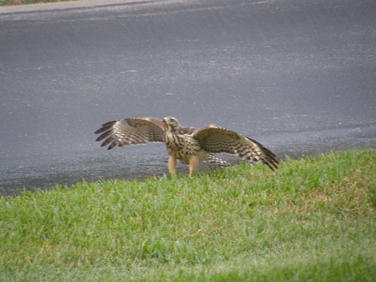 Hernando Audubon Bird Walk at McKethan Lake