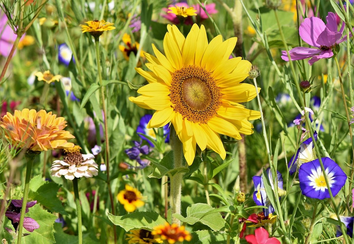 Totton Sunflowers WI 'Spring' Cake & Craft Fayre