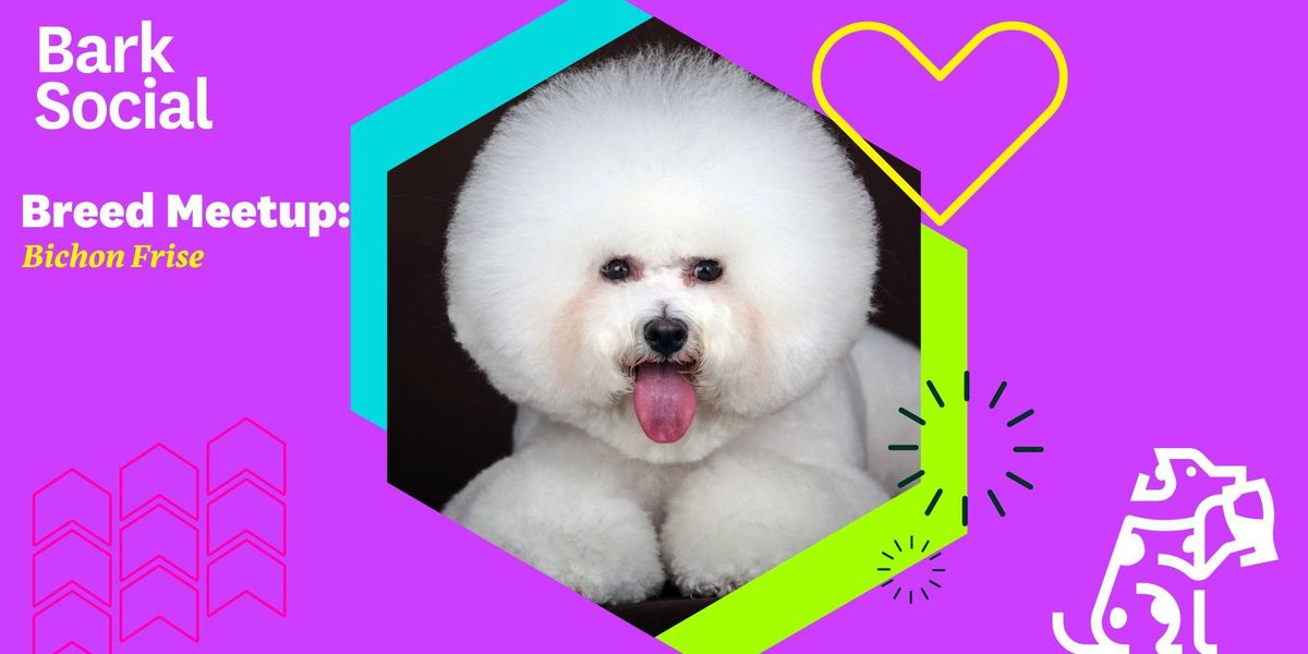 Breed Meetup: Bichon Frise!