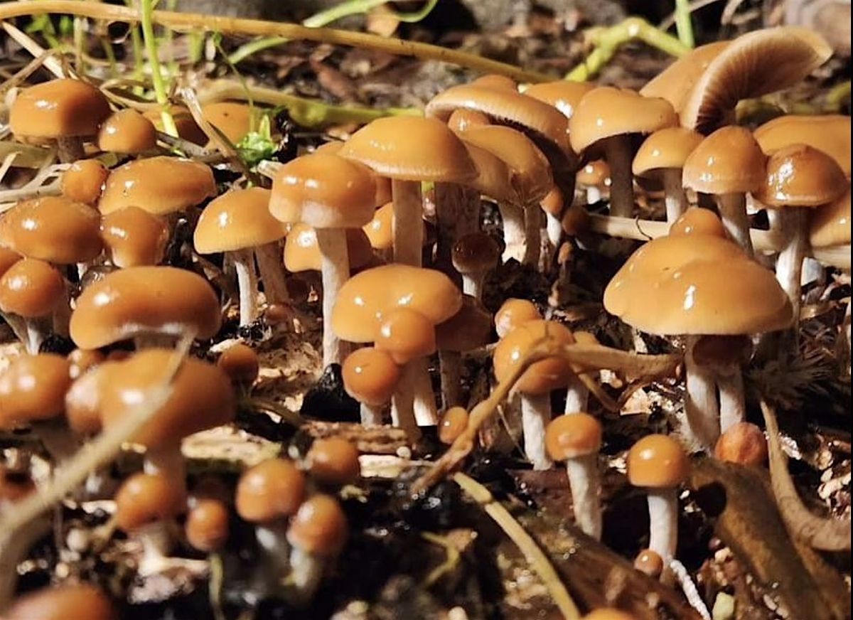 Grow Your Own Outdoor Magic Mushroom Garden with Jack Cyan!