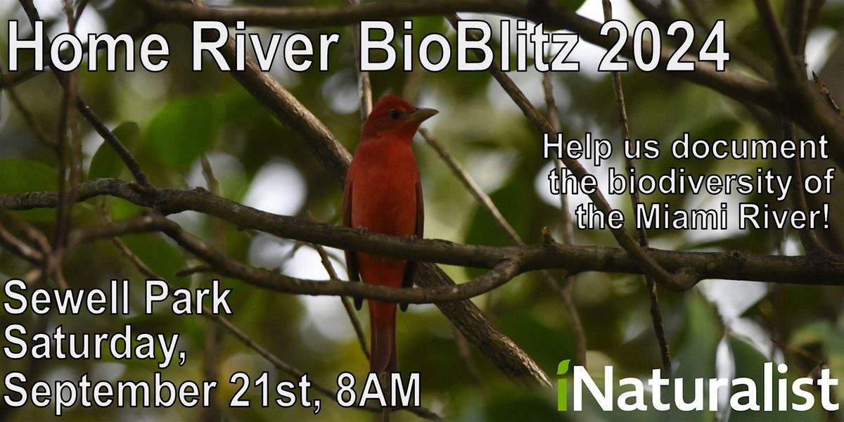 Home River BioBlitz 2024: Miami River