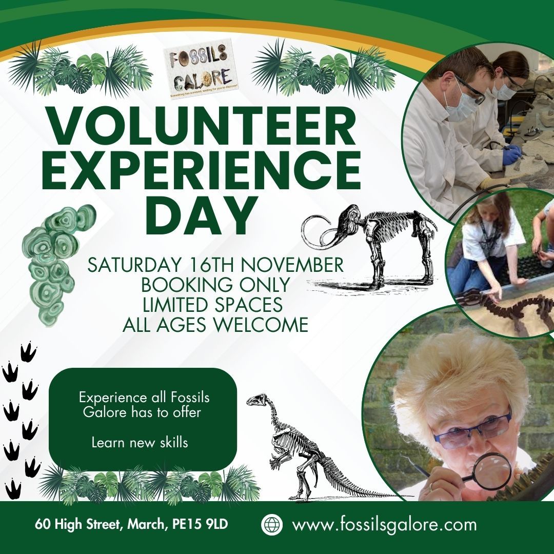 VOLUNTEER EXPERIENCE DAY