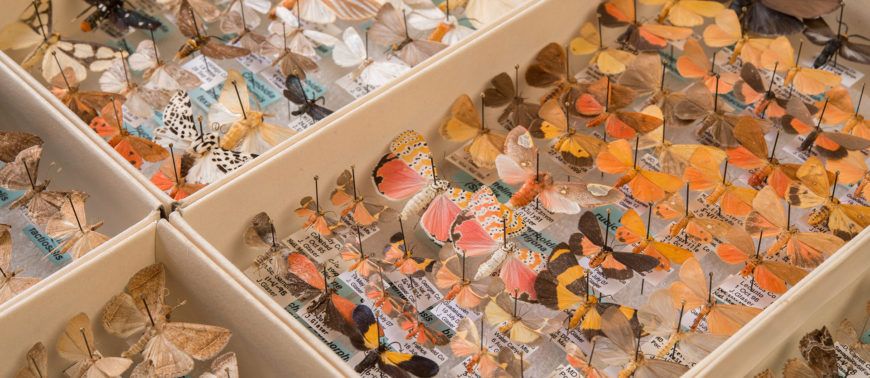 Insect Collections For Classrooms - A Teacher Training 