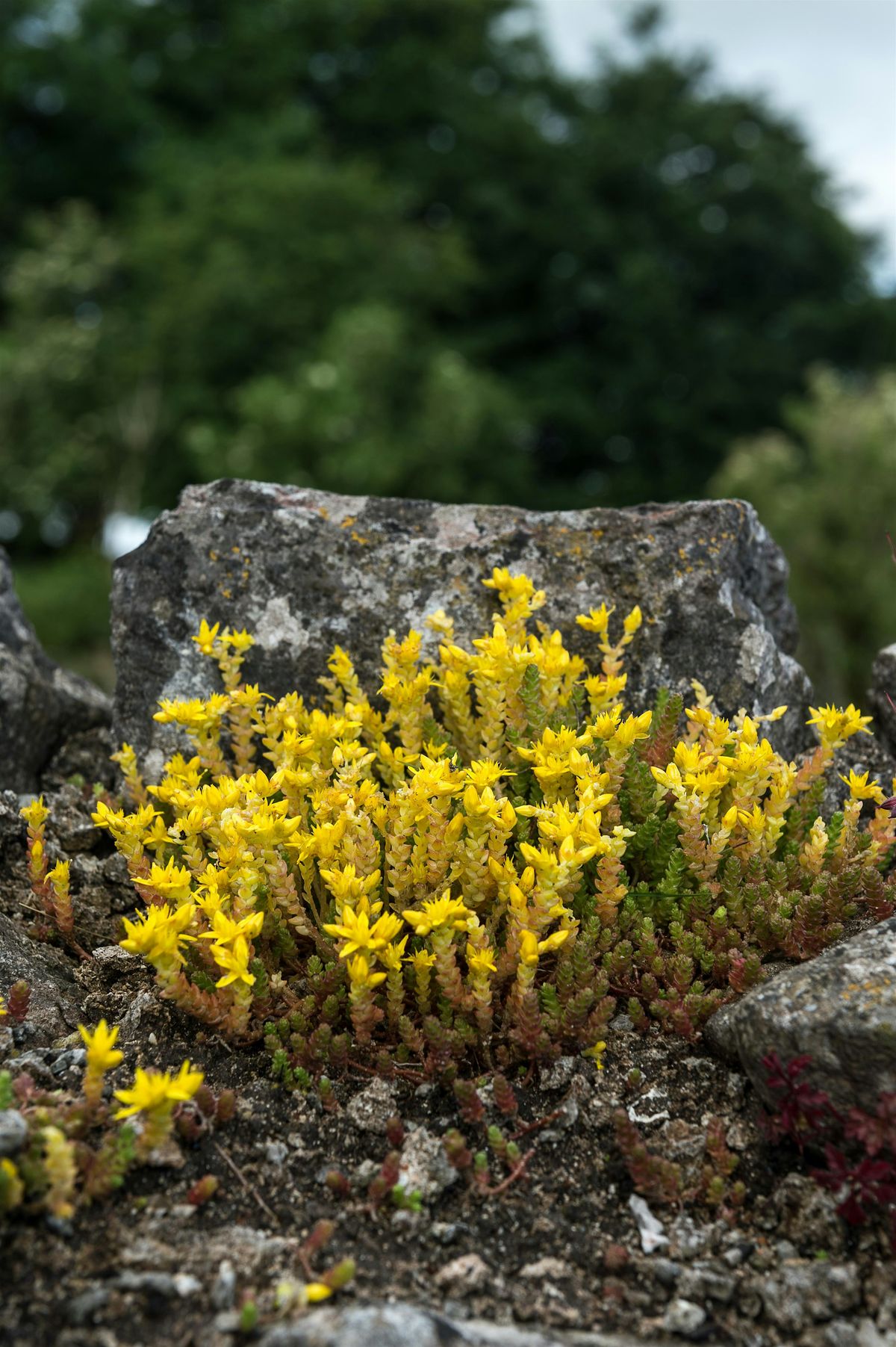 Bryophytes for beginners