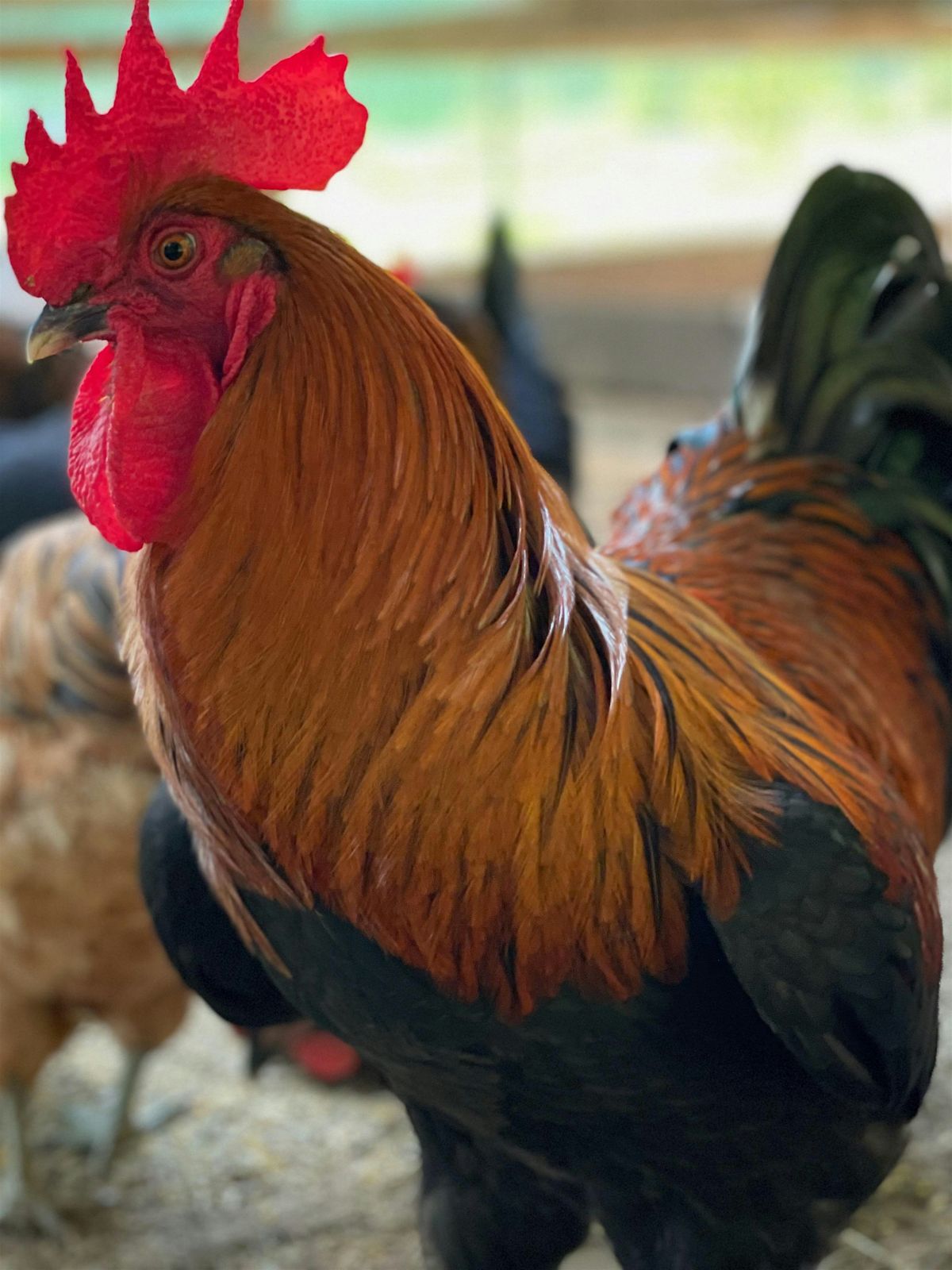 KEEPING BACKYARD CHICKENS for Beginners