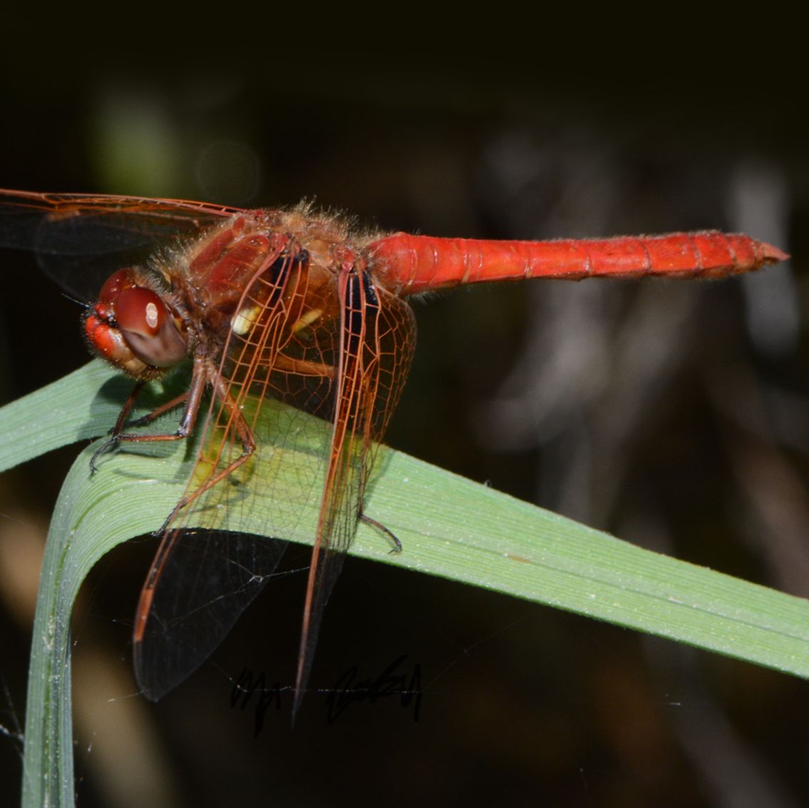 Naturalist Ed Series: The Amazing Dragonflies of Sonoma County's Hills