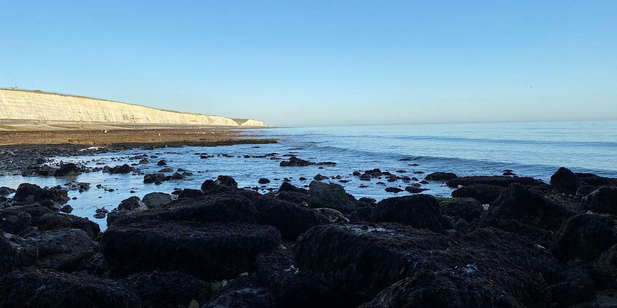 Coastal Foraging Workshop - Brighton - Sea Vegetables and Sea W**d.