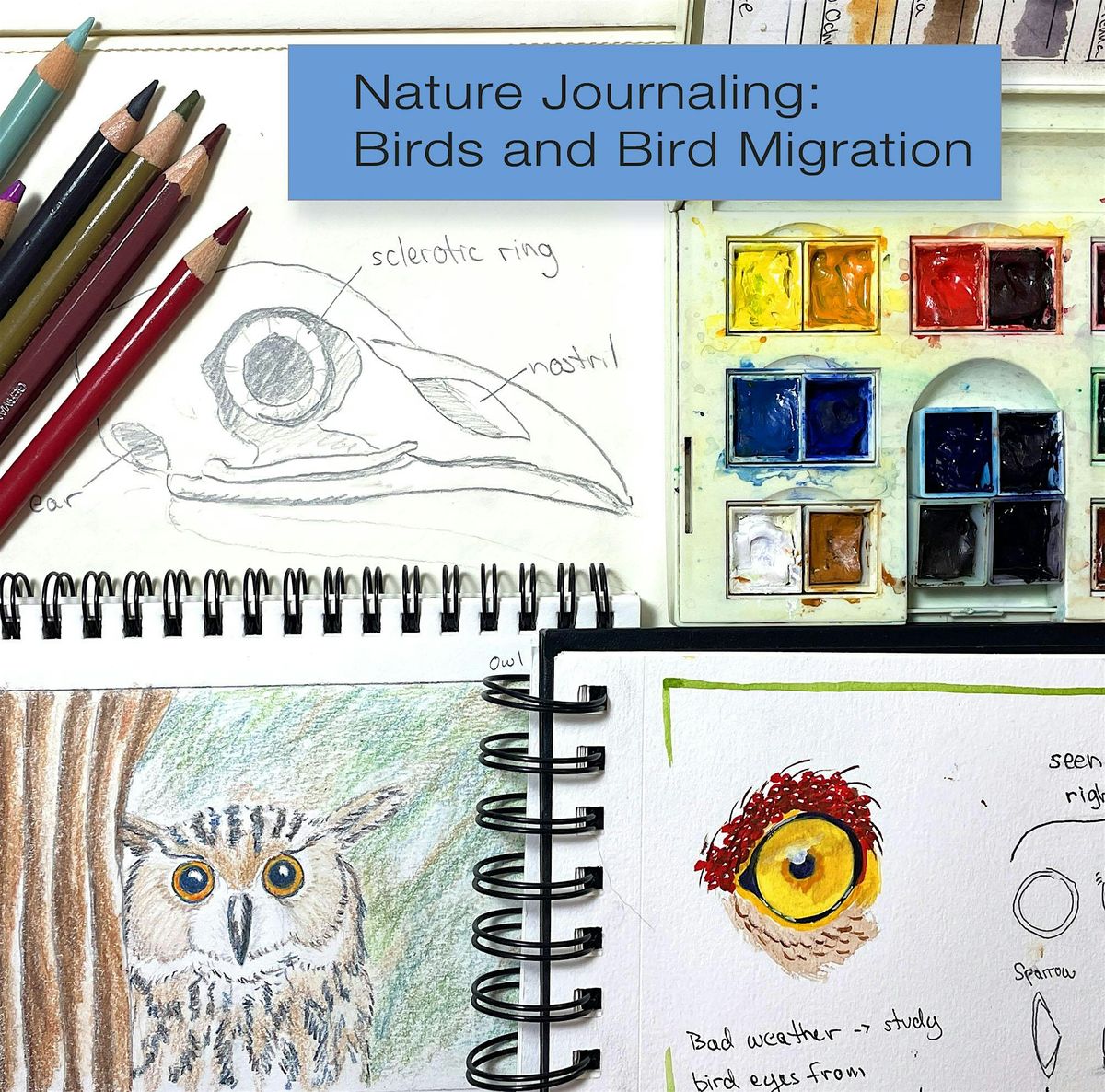 Nature Journaling: Bird Migration