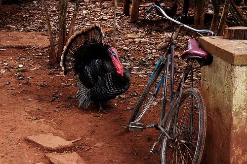 LMBC Annual Turkey Day Ride