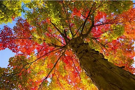 FALL COLORS\/DEER LAKE ORCHARD BUS TRIP - SUNDAY, SEPTEMBER 29TH