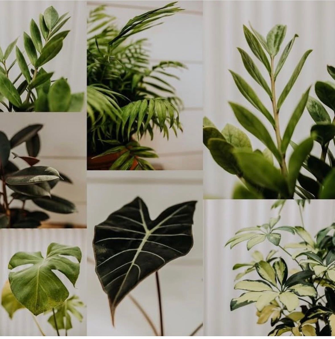 House Plant Bingo