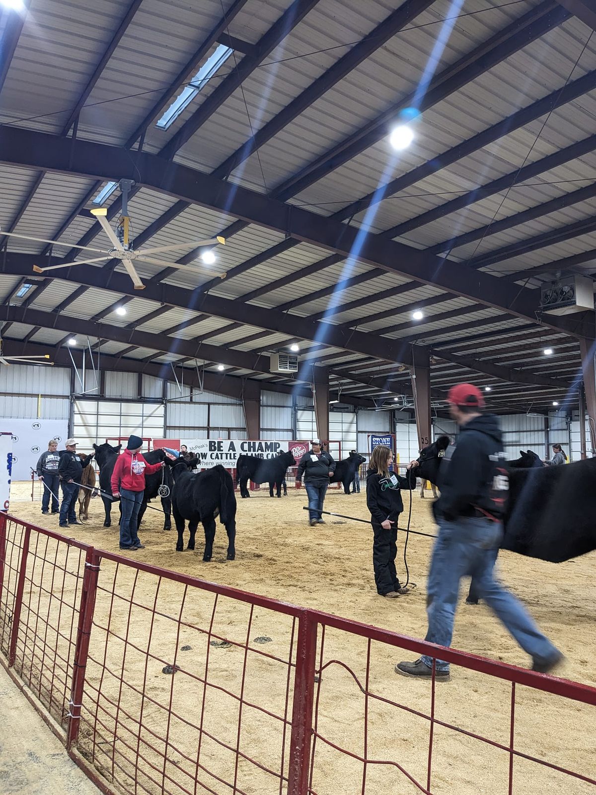 Steer Tagging