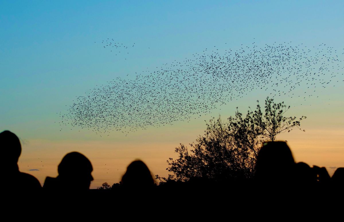 Ham Wall Murmurations and Glastonbury Tor (c. 10 miles)