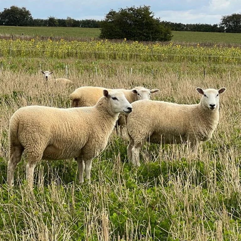 Livestock into Arable Rotations