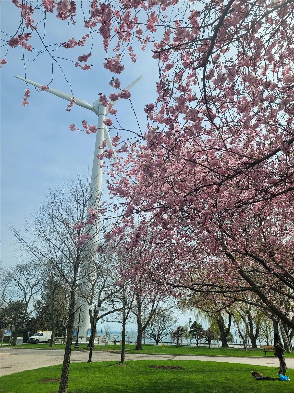 Cherry Blossoms Photo Walk