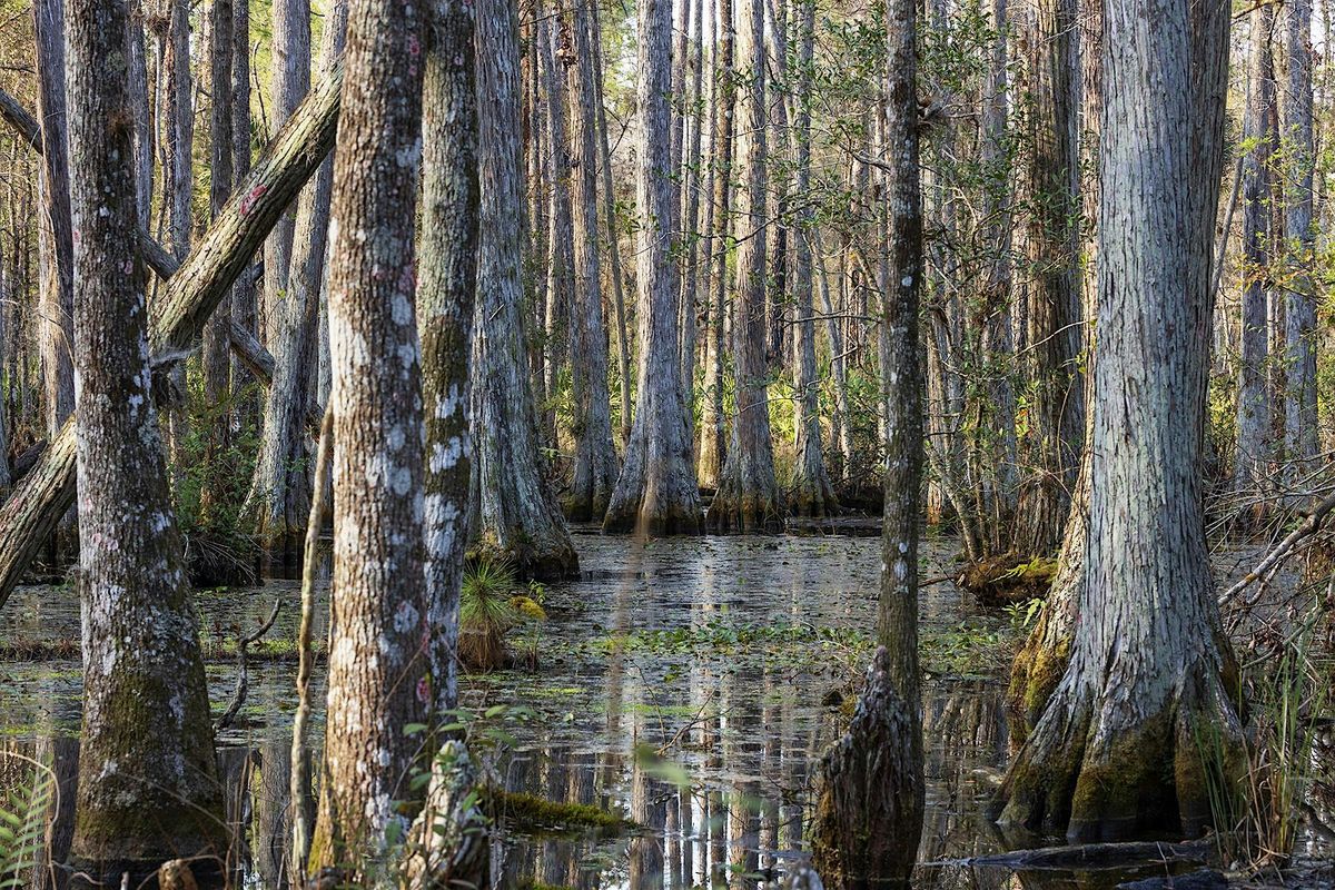 Swamp Walk 8:30 am