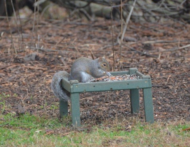 Wildlife in Winter (Adults)