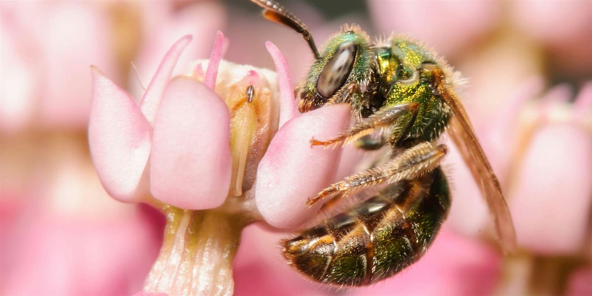 Florida-Friendly Landscaping\u2122: Bees of the Suncoast