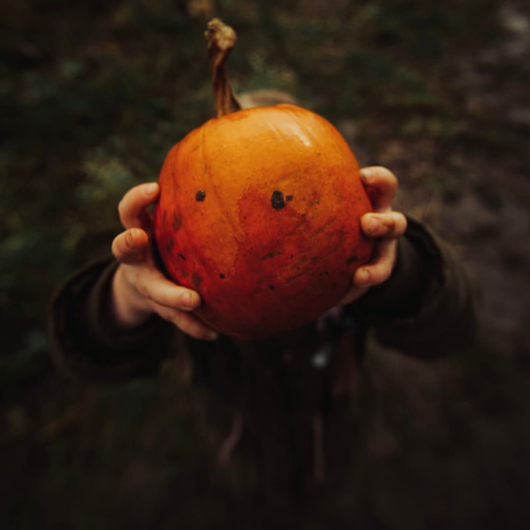 Pumpkin Picking by Torchlight in Lichfield